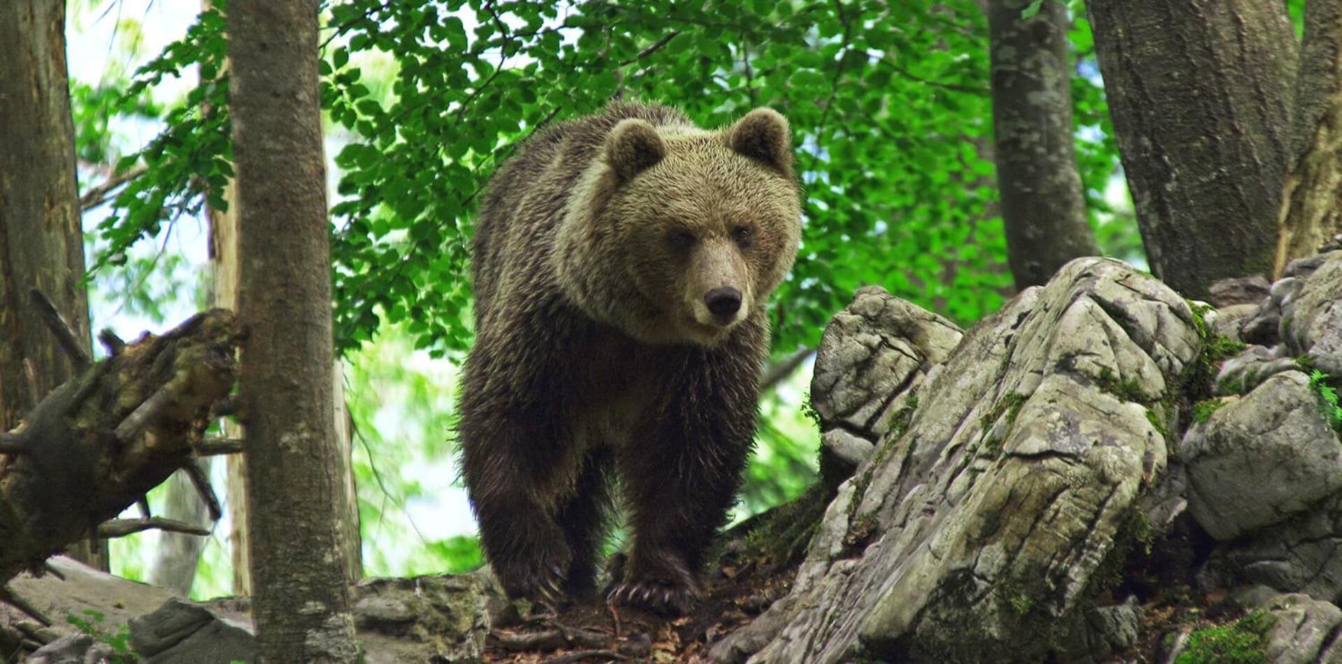 Cherry House: Cozy Castle-View Retreat for Bear Watching Stari Trg pri Lozu Exterior photo